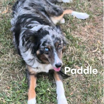 Chiots border collie #2