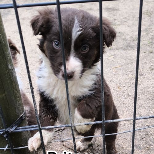 Chiots border collie #3