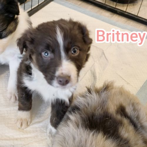 Chiots border collie #5