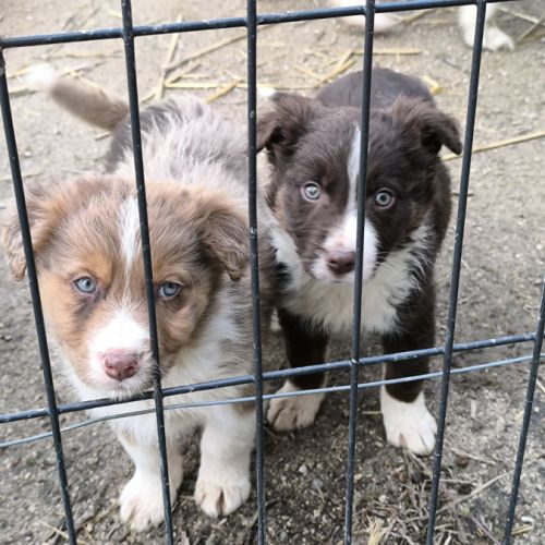 Chiots border collie