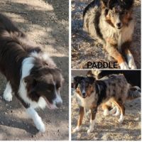 Chiots border collie #1