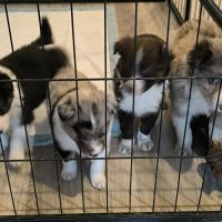 Chiots border collie #4