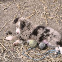 Chiots border collie #7