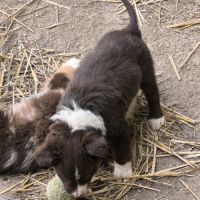 Chiots border collie #8