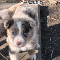 Chiots border collie #9