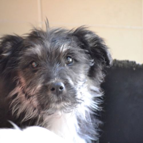 Eden chiot femelle croisée border collie de 3 mois #2