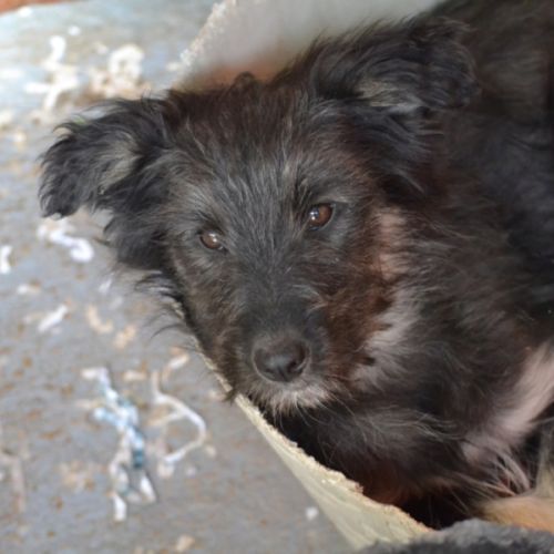 Eden chiot femelle croisée border collie de 3 mois #3