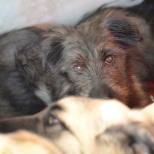 Eden chiot femelle croisée border collie de 3 mois #4