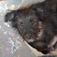 Eden chiot femelle croisée border collie de 3 mois #3