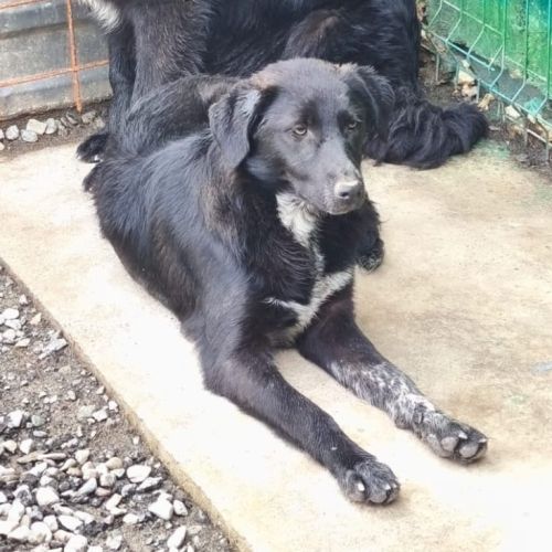 Nord se trouve dans un refuge en roumanie #2