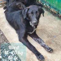 Nord se trouve dans un refuge en roumanie #0