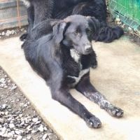 Nord se trouve dans un refuge en roumanie #2