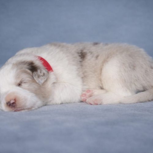 Border collie lof #1