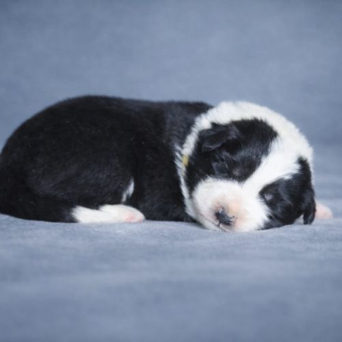 Border collie lof #2