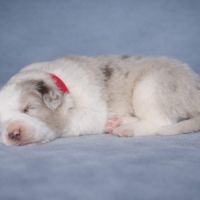 Border collie lof #1