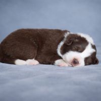 Border collie lof #3