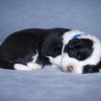 Border collie lof #0