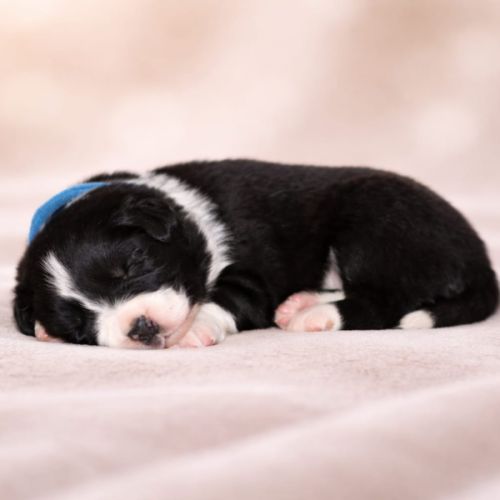 Border collie lof #2