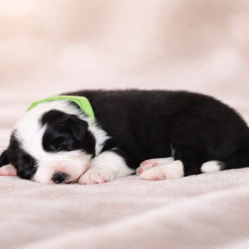 Border collie lof #3