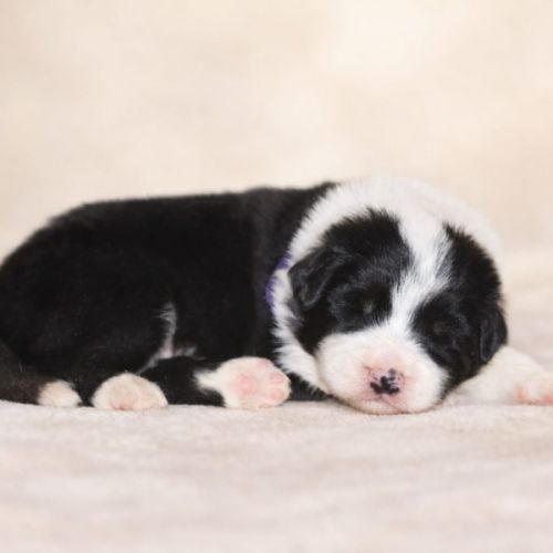 Border collie lof #4