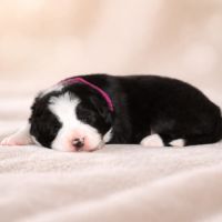 Border collie lof