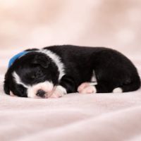 Border collie lof #2