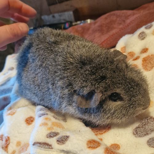 Mâle rex  gris argenté