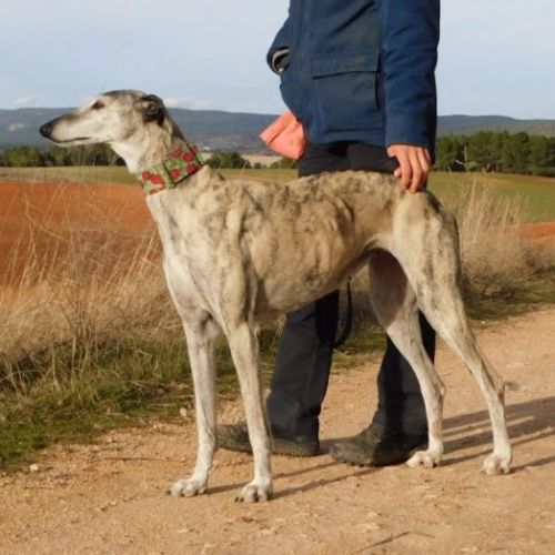 Sonajera, sublime galga bringée  senior #0