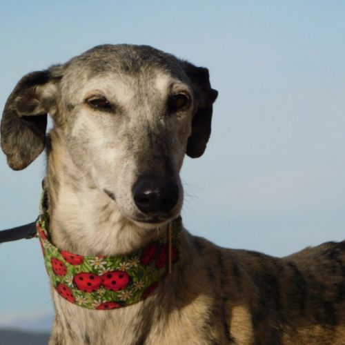 Sonajera, sublime galga bringée  senior #2