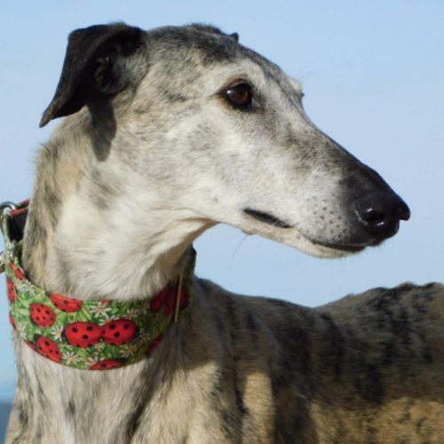 Sonajera, sublime galga bringée  senior #3