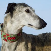 Sonajera, sublime galga bringée  senior #3