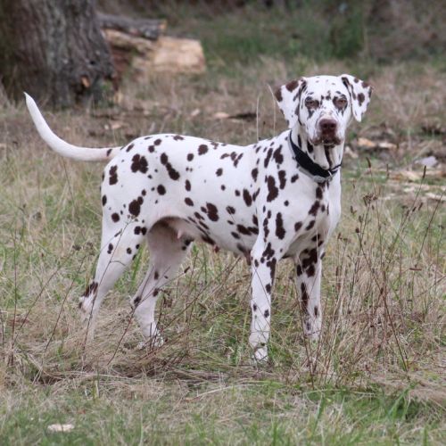 Chiots dalmatiens à nâitre #2