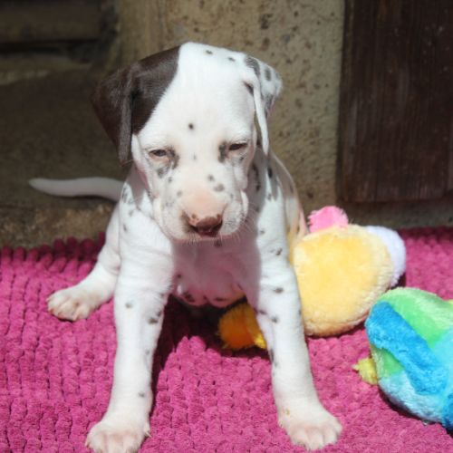 Chiots dalmatiens à réserver #1