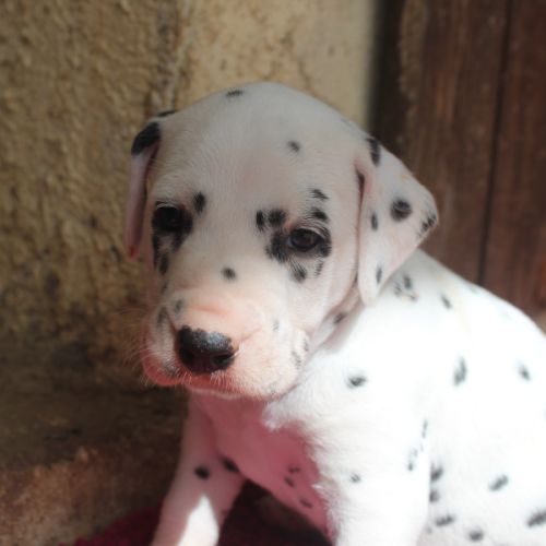 Chiots dalmatiens à réserver #4