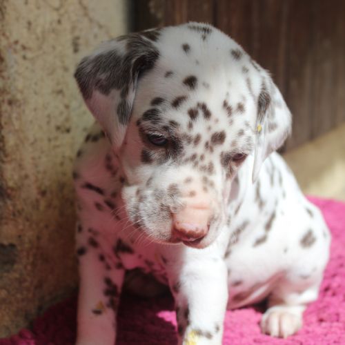Chiots dalmatiens à réserver #5