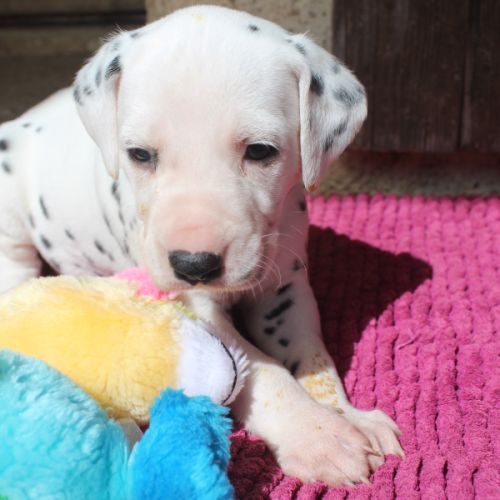 Chiots dalmatiens à réserver #6