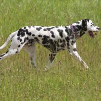 Chiots dalmatiens à nâitre