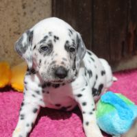 Chiots dalmatiens à réserver #2
