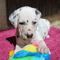 Chiots dalmatiens à réserver #3