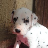 Chiots dalmatiens à réserver #4