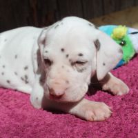 Chiots dalmatiens à réserver
