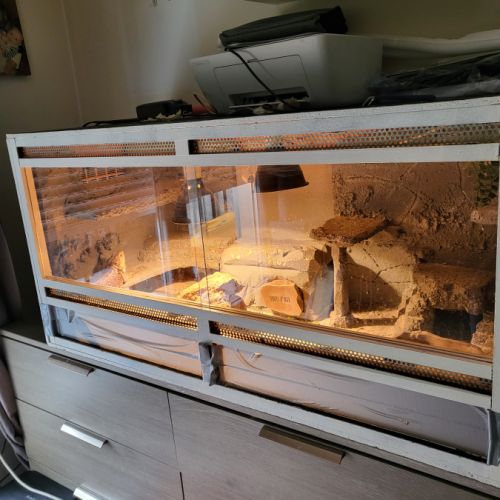Vend pogona + terrarium tout equipé