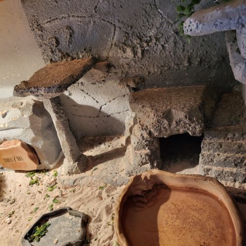 Vend pogona + terrarium tout equipé #2