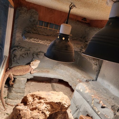 Vend pogona + terrarium tout equipé #3