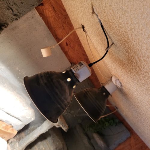 Vend pogona + terrarium tout equipé #6