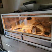Vend pogona + terrarium tout equipé