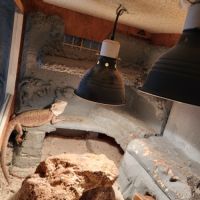 Vend pogona + terrarium tout equipé #3