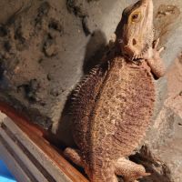 Vend pogona + terrarium tout equipé #4