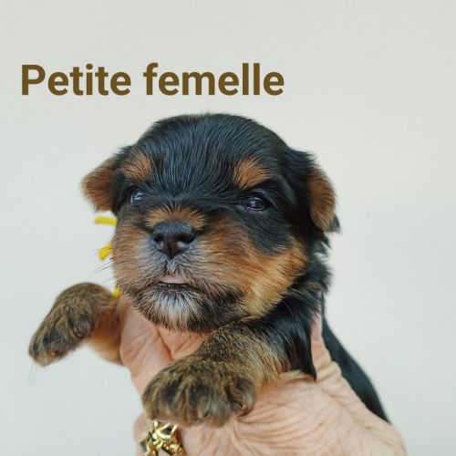 2  femelles  yorkshire terrier #0
