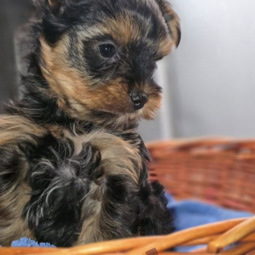 2  femelles  yorkshire terrier #2